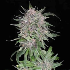 Twenty20 Mendocino MSG Auto