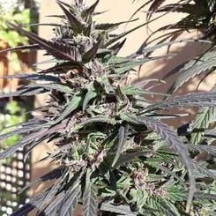 Ace Seeds Purple Haze 23 A5