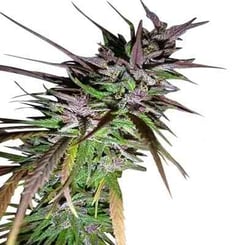 Ace Seeds Purple Pakistani Haze