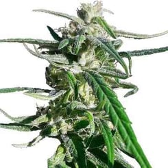 Ace Seeds Thai A5 Haze Fem