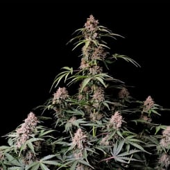 A dense Amnesia Zkittlez Auto with numerous buds and green leaves against a black background.