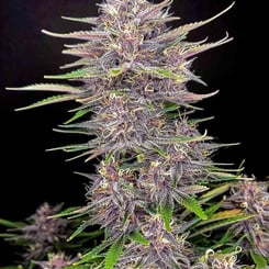 A cannabis plant with dense clusters of purple-hued flowers and green leaves against a black background showcases the vibrant beauty of Banana Purple Punch Auto.