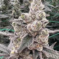 Close-up of a Double Delight (F) trichome-covered cannabis plant with dense, frosty buds and green leaves.