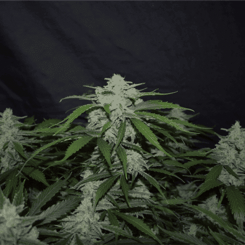 Mephisto Genetics Fugue State