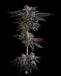 A cannabis plant with purple-hued buds and leaves against a black background, introducing the unique allure of Garlic Fusion (F).