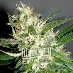 Blimburn Amnesia Haze