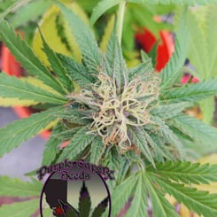 Purple Caper Seeds Blackberry Fire CBD