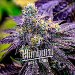 Blimburn Black Cherry Soda