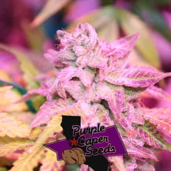 Purple Caper Seeds Blackberry OG