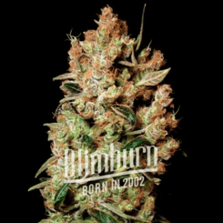 Blimburn Agent Orange