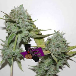 Purple Caper Seeds Fire OG