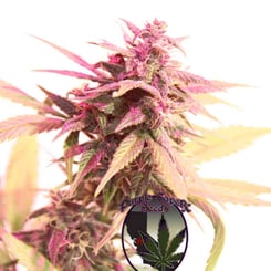 Purple Caper Seeds Luxor's Mango Haze