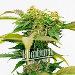 Close-up of a Bruce Banner Auto - BLIMBURN cannabis plant bud with visible trichomes and leaves. Text overlay reads "Blimburn Born in 2004.