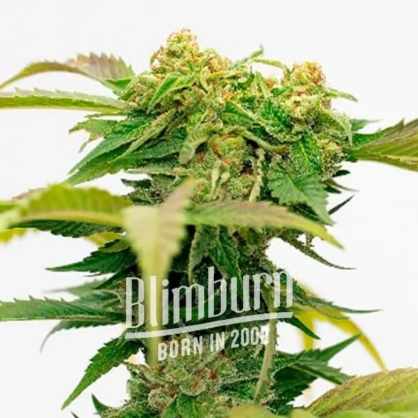 Bruce Banner Auto – BLIMBURN | North Atlantic Seed Co.