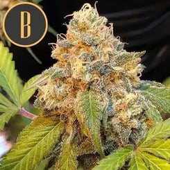 Close-up of a mature Chocolopez (F) cannabis plant with dense, trichome-covered buds. A logo with the letter "B" is in the top left corner.