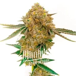 Close-up shot of a dense cannabis bud with green leaves and visible trichomes. The text "Blimbi Born in 2002" is overlaid on the image, highlighting the quality of Durban Poison Auto - BLIMBURN.