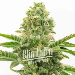 Close-up of a Grease Monkey (F) cannabis bud with dense trichomes and surrounding leaves, labeled "Blimburn Born in 2002.