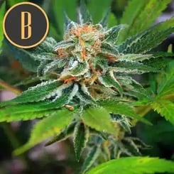 A close-up image of a Green Crack (F) cannabis plant showcases a dense cluster of buds covered in trichomes and small leaves. A logo with a "B" in a circle is in the top-left corner.