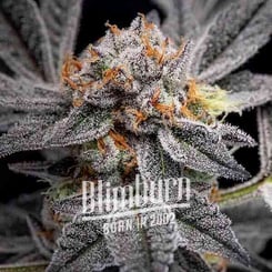 Close-up of a frosty cannabis bud featuring a mix of orange and green hues. Text on the image reads "Big Buds, Born in 2002," capturing the essence of Gushers (F).