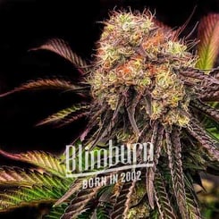 Close-up of a cannabis plant with dense Ice Cream Cake (F) buds against a dark background. The overlay text reads "Blimburn, Born in 2002.