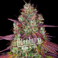 Close-up of a cannabis plant with dense buds, vibrant green and purple leaves. Text overlay reads "Blimburn - Born in 2002." Featuring Mimosa (F).