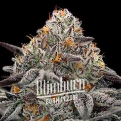 Close-up of a frosty Oreoz (F) cannabis bud with orange hairs and trichomes, displaying the brand name "Blimburn" and "Born in 2002" text overlay.