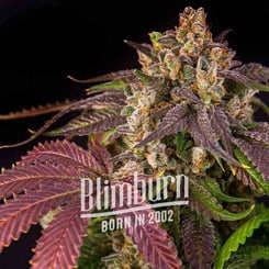 Close-up of a cannabis plant with dense, trichome-covered buds and multicolored leaves, reminiscent of the Pink Runtz (F) strain. The text "Blimburn Born in 2002" is overlaid on the image.