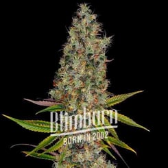 A close-up of a Rainbow Kush Auto cannabis plant against a black background with text that reads "Blmburn BORN IN 2002" across the image.