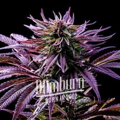 Close-up shot of a Rainbow Kush (F) cannabis plant with purple leaves and buds, displayed against a black background. The text "Blimburn Born in 2002" is overlaid on the image.