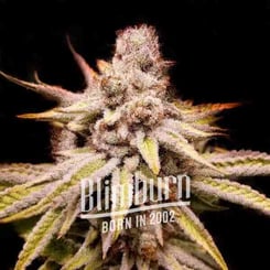 A close-up of a Wifi OG (F) cannabis bud with visible trichomes and leaves, featuring the "Blimburn Born in 2002" logo at the bottom center.