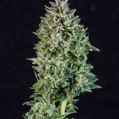 Purple Caper Seeds Chocolate Hashberry BX