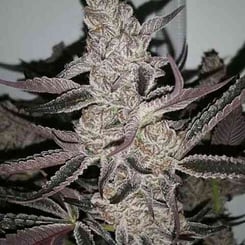 In House Genetics Crystal Cookies V2