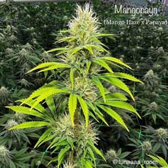 Cannarado Genetics Mangopaya