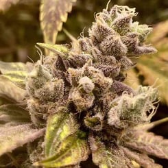 Close-up of a Runtz Ghost Train (F) cannabis plant with dense, trichome-covered buds and serrated leaves, highlighting the plant's detailed textures and colors.