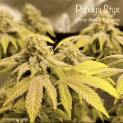 Cannarado Genetics Papaya Styx