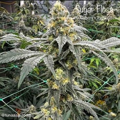 Cannarado Genetics Sugar Floss