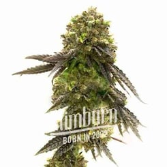 A close-up of a cannabis bud with green and purple hues, covered in trichomes. The word "limburn" and "Born in 2002" are overlaid on the image, showcasing the legendary Bruce Banner 2.0 (F) - BLIMBURN strain.