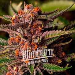 Close-up of a cannabis plant with purple and orange buds, reminiscent of the Forbidden Fruit (F) strain. The text "Blimburn Born in 2002" is displayed across the middle of the image.