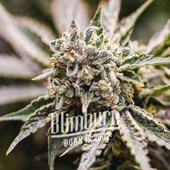 Close-up of a cannabis plant covered in trichomes with the "Blimburn" logo prominently displayed in the foreground, showcasing the premium quality of their GMO (F) strain.