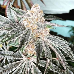 A close-up image of a frosty flowering cannabis plant with visible trichomes and large leaves, captured in a cultivation setting. The temperature of the grow room is precisely controlled at 33 degrees Fahrenheit.