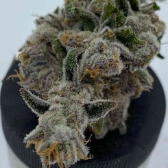 Close-up of a small, frosty Cakes n Cream (F) cannabis bud covered in trichomes, displayed on a black surface.