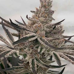 Close-up of a Deluxe Sugar Cane (F) cannabis plant with dense, frosty trichomes covering its buds and dark green, serrated leaves.