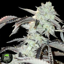 Close-up image of a Frozen Gelato (F) cannabis plant with dense, frosty buds and dark green leaves, featuring a logo in the lower left corner.