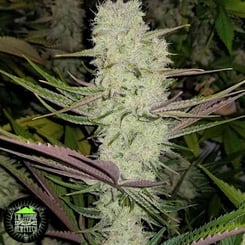 Close-up of a cannabis plant with dense, frosty buds and slender green leaves. A logo featuring "T.H.C" and "Genetics" is visible in the bottom left corner, highlighting the Platinum Silk (F) strain's quality.