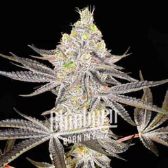 Blimburn Seeds Alien-Cookies-x-Kush-Mints