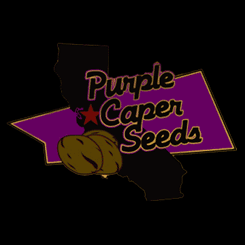 Purple Caper Logo cannabis seeds weed seeds marijuana seeds ed rosenthal