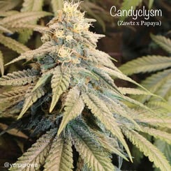 Cannarado Genetics Candyclysm