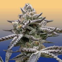 Close-up of a frosty, dense Blumosa S1 (F) cannabis bud against a gradient background transitioning from orange at the top to blue at the bottom.