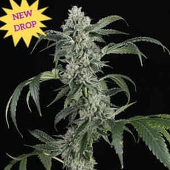 Sure! Here is the revised sentence:

**Close-up of a mature Larry Bubba Gelly Auto cannabis plant with dense buds and fan leaves, set against a black background. A yellow starburst in the upper left corner reads "NEW DROP".**