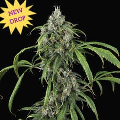 An image of a Mango Sky Auto cannabis plant with long green leaves and dense flower clusters. A yellow starburst label in the top left corner reads "NEW DROP" in purple text.